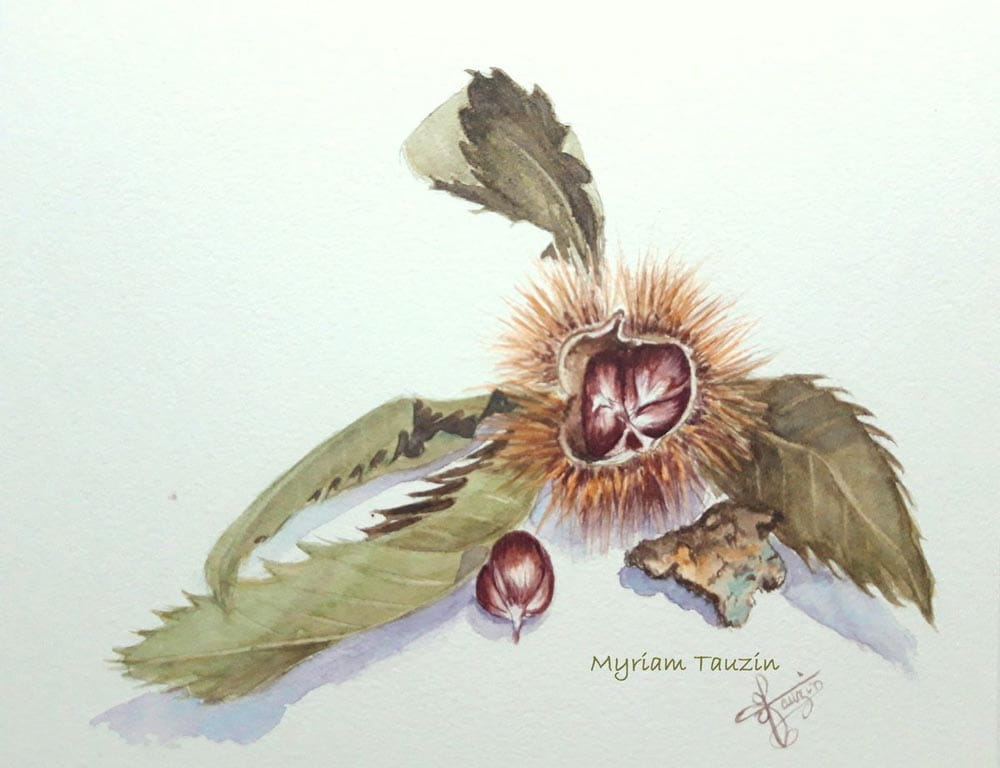 Une bogue - signé